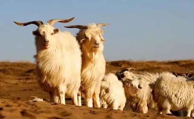 穿出奧黛麗·赫本的優(yōu)雅？這幾件羊絨衫不能少