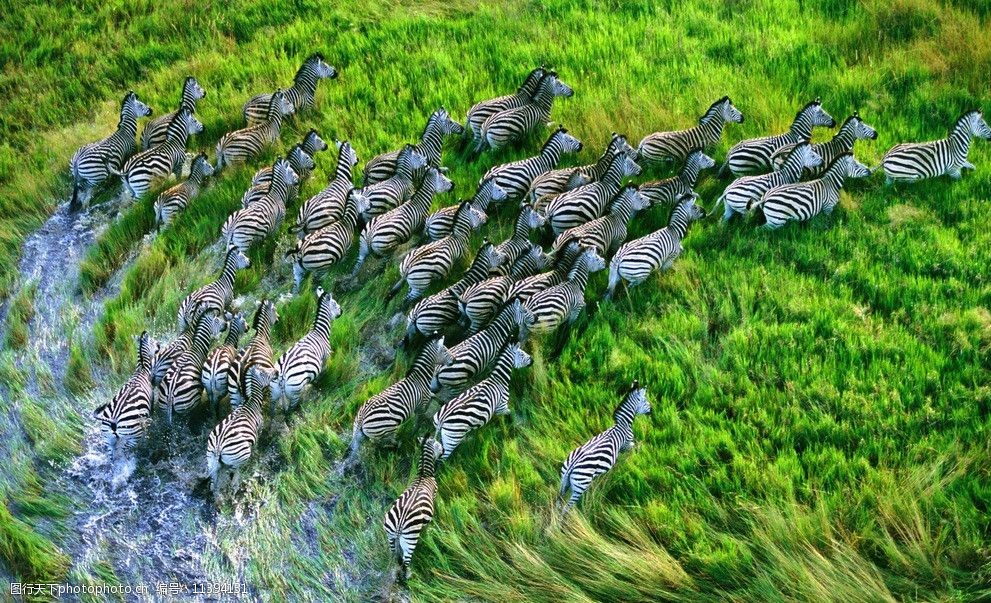 斑馬紋_斑馬紋短袖衣服女_夏裝新款短袖女t恤女短袖